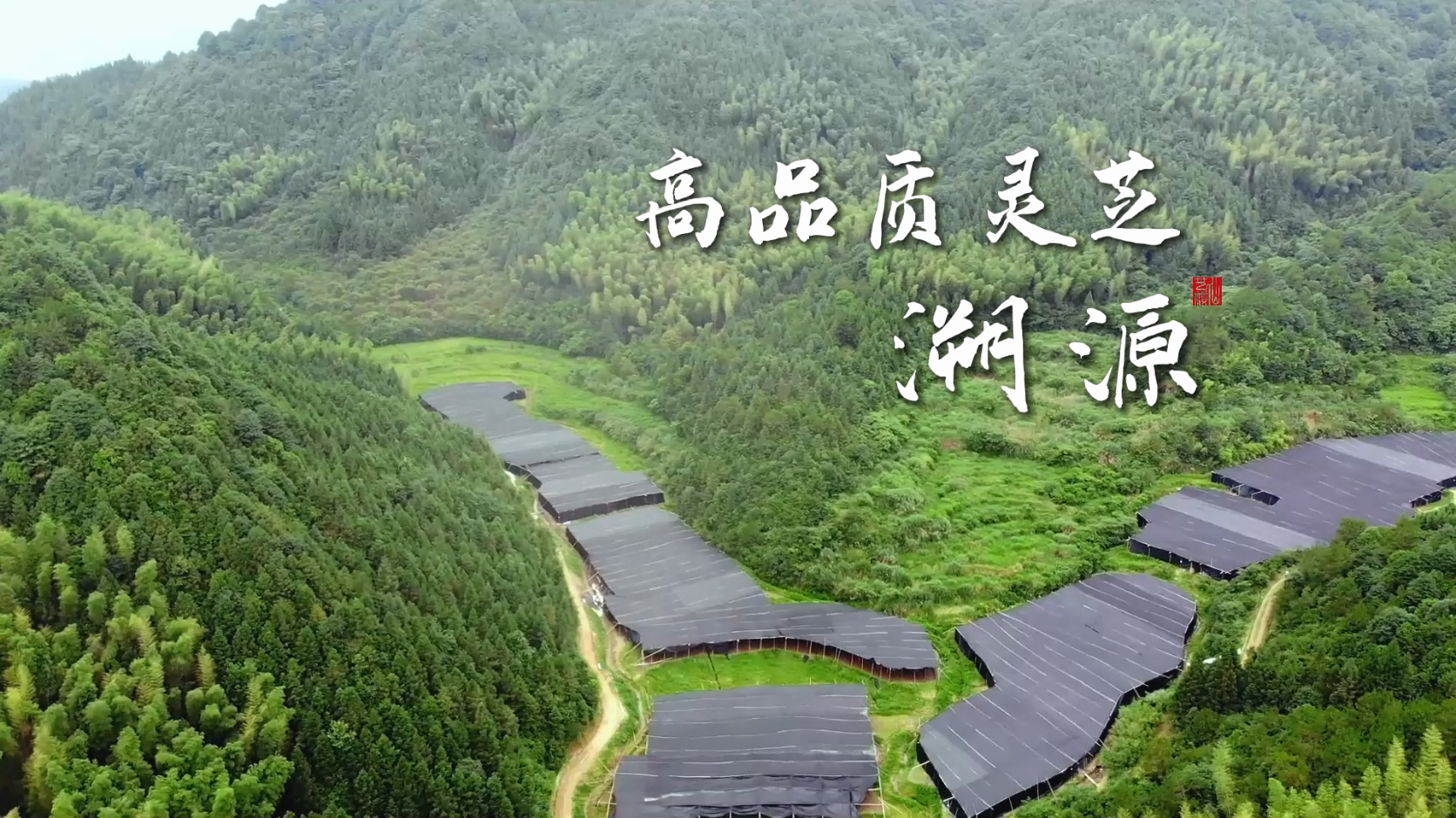 高品质灵芝溯源